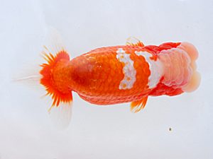 横浜観魚会 東大関 大久保義彰 横浜観魚会 東大関 大久保義彰