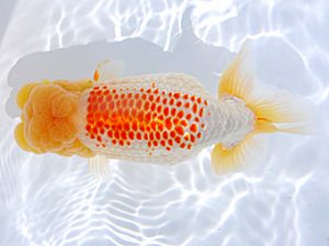 横浜観魚会 勧進元一 片岡伸介 横浜観魚会 勧進元一 片岡伸介