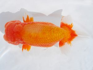 横浜観魚会 勧進元二 吉野美文 横浜観魚会 勧進元二 吉野美文