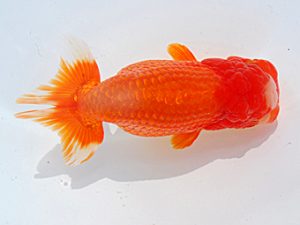 横浜観魚会 行司一 永野勝治 横浜観魚会 行司一 永野勝治