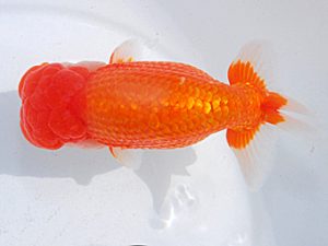 横浜観魚会 行司二 林 万貴 横浜観魚会 行司二 林 万貴