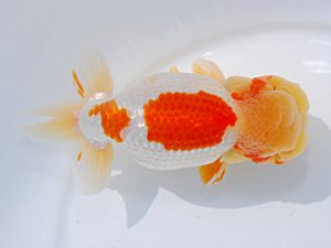 横浜観魚会 行司三 古瀬 充 横浜観魚会 行司三 古瀬 充