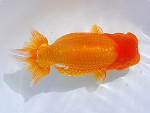 横浜観魚会 脇行司一 山下久雄 横浜観魚会 脇行司一 山下久雄