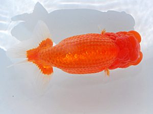 横浜観魚会 脇行司二 小池雅之 横浜観魚会 脇行司二 小池雅之