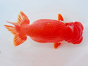 横浜観魚会 立行司 坂牧直哉 横浜観魚会 立行司 坂牧直哉