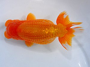 横浜観魚会 取締二 齋藤一成 横浜観魚会 取締二 齋藤一成