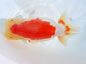 横浜観魚会 東関脇 三宅雅也 横浜観魚会 東関脇 三宅雅也