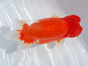 横浜観魚会 西関脇 齋藤一成 横浜観魚会 西関脇 齋藤一成