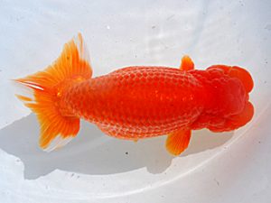 横浜観魚会 東小結 鳴海 満 横浜観魚会 東小結 鳴海 満