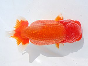 横浜観魚会 西小結 高津克人 横浜観魚会 西小結 高津克人