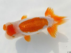 両毛愛魚会 脇行司二 中村正志 両毛愛魚会 脇行司二 中村正志