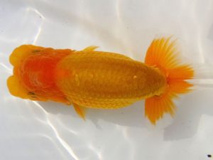 両毛愛魚会 脇行司一 中村正志 両毛愛魚会 脇行司一 中村正志