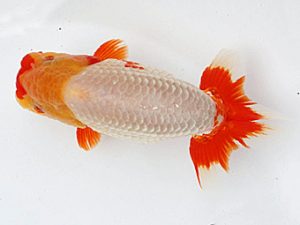 足柄 東大関 佐藤徳正 足柄 東大関 佐藤徳正