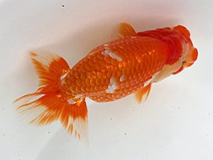 足柄 西大関 佐藤徳正 足柄 西大関 佐藤徳正