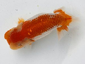 足柄 立行司 栃谷義寛 足柄 立行司 栃谷義寛