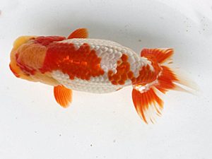 足柄 取締一 佐藤徳正 足柄 取締一 佐藤徳正