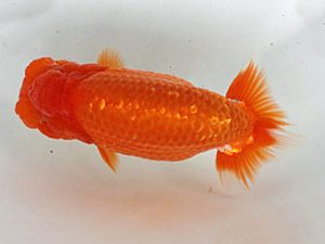 足柄 取締二 栃谷義寛 足柄 取締二 栃谷義寛