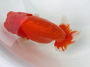 足柄 東大関 櫻井 彰 足柄 東大関 櫻井 彰