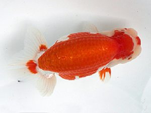 足柄 西大関 栃谷義寛 足柄 西大関 栃谷義寛