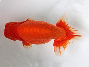 足柄 取締一 岡田 淳 足柄 取締一 岡田 淳