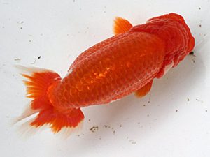 足柄 取締二 佐藤徳正 足柄 取締二 佐藤徳正