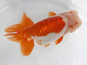 足柄 東大関 櫻井 彰 足柄 東大関 櫻井 彰