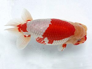 足柄 西大関 櫻井 彰 足柄 西大関 櫻井 彰