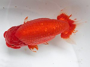 足柄 立行司 佐藤陸男 足柄 立行司 佐藤陸男