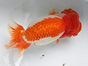 足柄 取締二 下中正信 足柄 取締二 下中正信