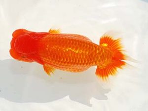 房総らんちう会　東大関　古川裕昭　千葉市中央区