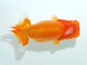 房総らんちう会 勧進元一 谷　巌　千葉市