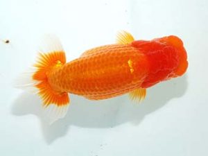 房総らんちう会 勧進元二　大久保義彰　千葉市