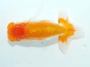 房総らんちう会 行司一　野島隆一　浦安市