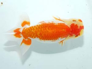 房総らんちう会 行司二　能勢重徳　千葉市稲毛区