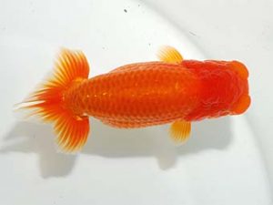 房総らんちう会 行司三　大渕　功　木更津市