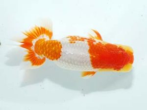 房総らんちう会 脇行司一　古川裕昭　千葉市中央区