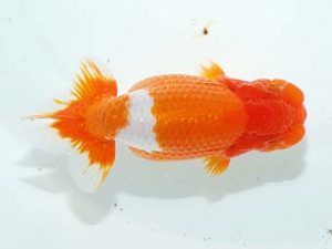 房総らんちう会 脇行司二　鈴木靖夫　木更津市