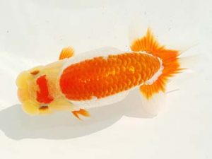 房総らんちう会　西大関　能勢重徳　千葉市稲毛区