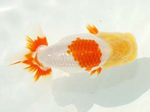 房総らんちう会　取締一　野島隆一　浦安市