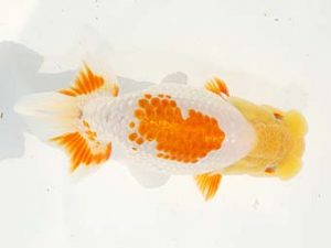 房総らんちう会　取締二　能勢重徳　千葉市稲毛区