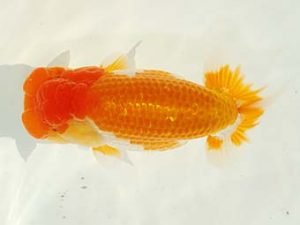 房総らんちう会 東関脇　泉澤豊一　浦安市