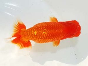 房総らんちう会 西関脇　古川裕昭　千葉市中央区