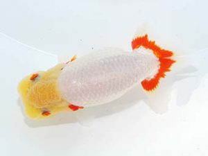 房総らんちう会 西小結　高地成弥　荒川区