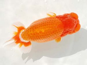 房総らんちう会　東大関　君塚一博　夷隅郡大多喜町