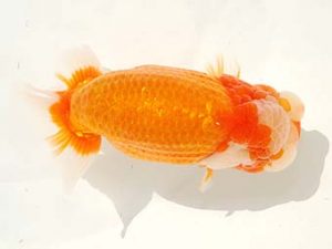 房総らんちう会　西大関　君塚一博　夷隅郡大多喜町