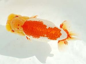 房総らんちう会　立行司　野島隆一　浦安市