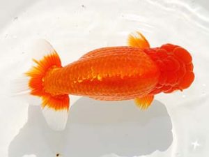 房総らんちう会　取締一　大渕　功　木更津市