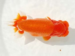 房総らんちう会　取締二　野島隆一　浦安市