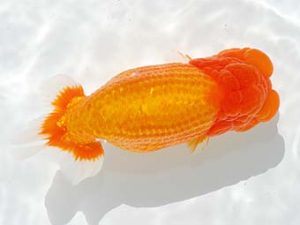 房総らんちう会　東大関　君塚一博　夷隅郡大多喜町