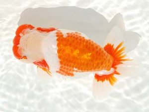 房総らんちう会　西大関　君塚一博　夷隅郡大多喜町